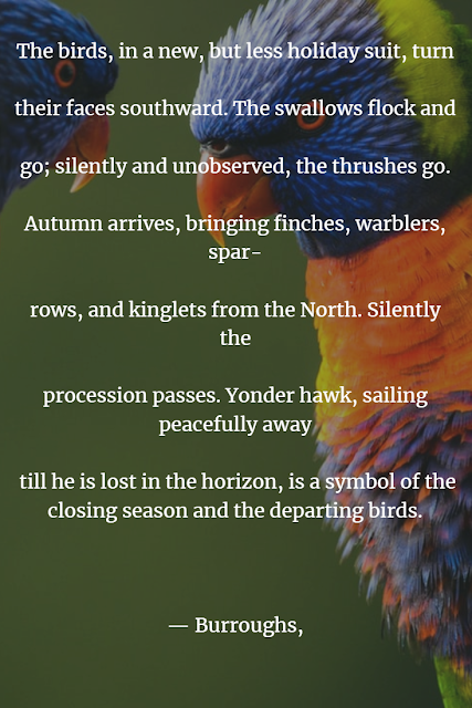 inspirational nature sayings about birds