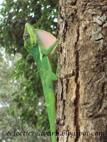 Eclectic Red Barn: Florida Green Gecko Marking His Territory