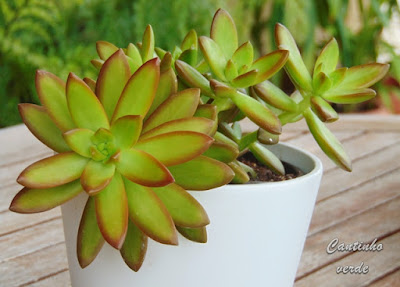 Sedum nussbaumerianum (Stonecrop)