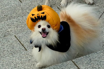 Halloween dog