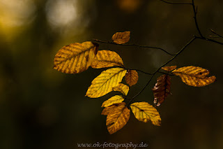 Naturfotografie Indiansummer Herbst Weserbergland