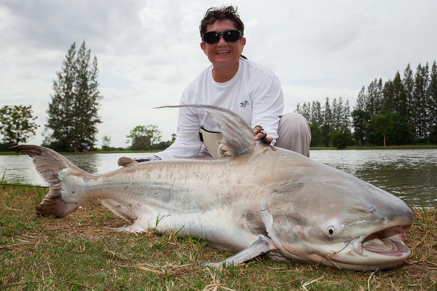 Big Fishes of the World CATFISH CHAO PHRAYA (Pangasius sanitwongsei)