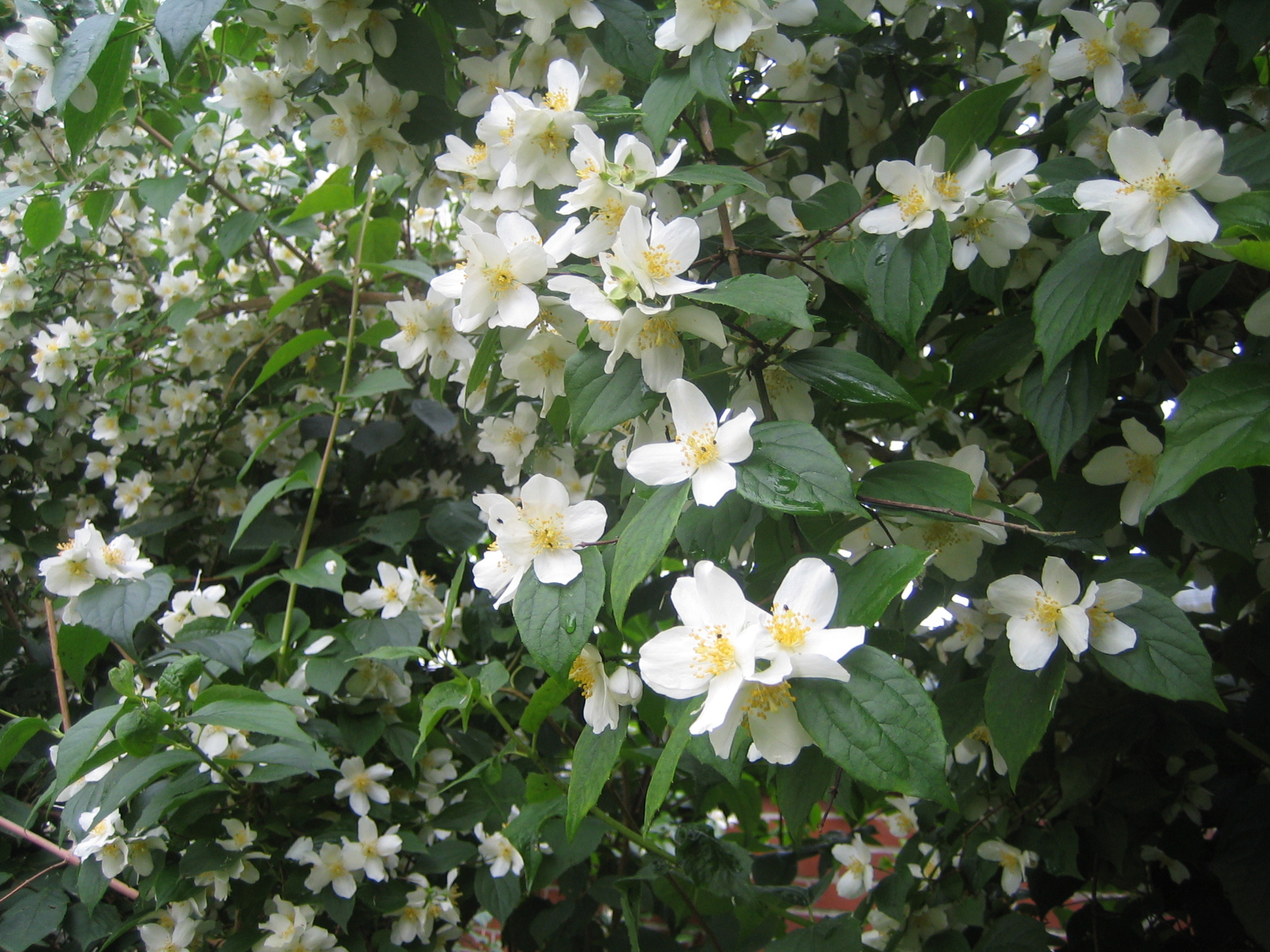 HufreheBlog Jasmin