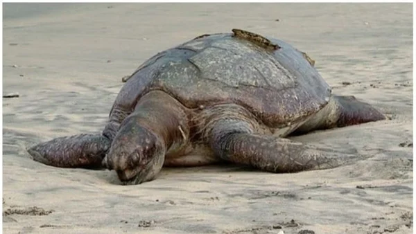 News, Kerala, Local-News, Sea, Dead Body, Postmortem, Giant sea turtle body is on Calicut beach