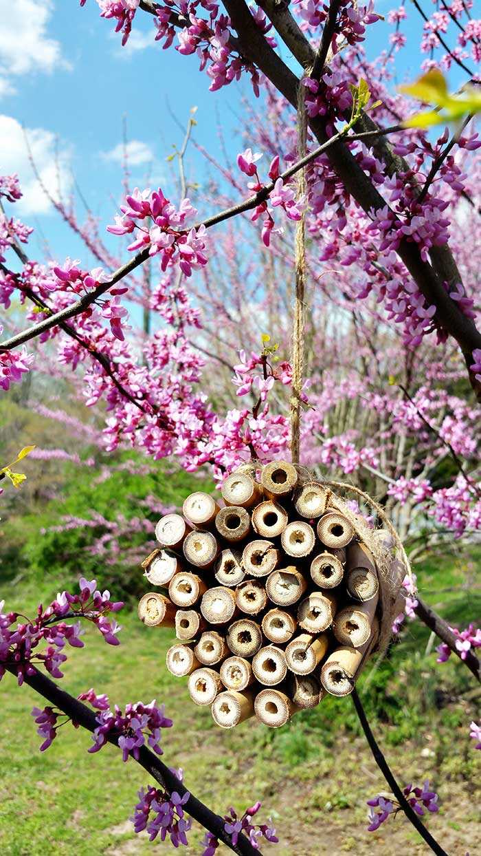 How to Make a Mason Bee House With Bamboo Homesteading in Ohio