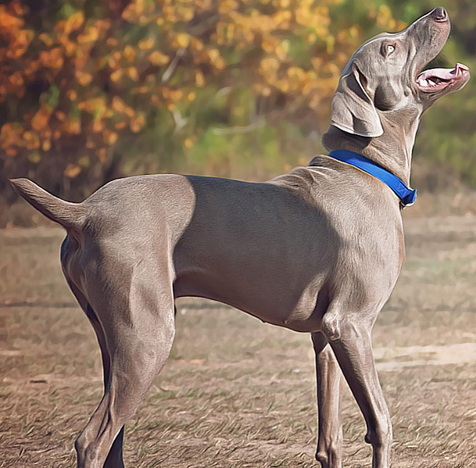 Weimaraner Dog Download Free CC0 Public Domain Dog images by DOG GLOBE