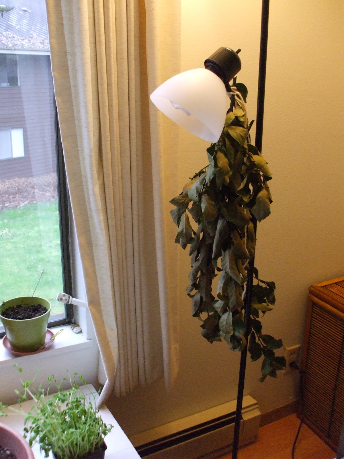 Always Forward Drying Bay Leaves