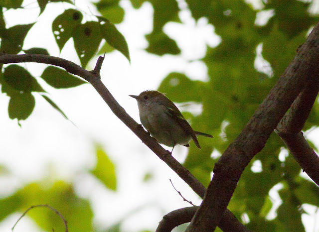 Chestnut-sided Warbler - Central Park, New York