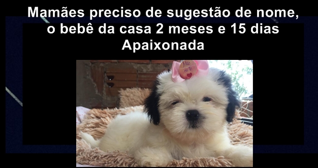 Nomes para SHIH TZU fêmea: Mais de 150 nomes!