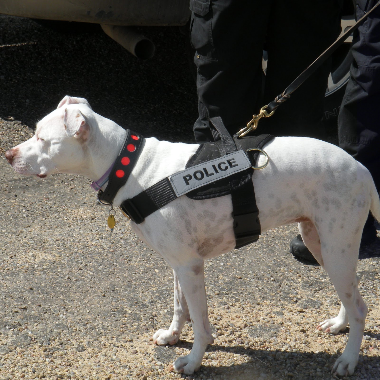 Police Force Adds K9 Unit