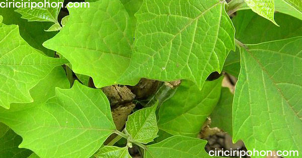 Ciri Ciri Pohon Jati Putih Gmelina Arborea Roxbn Ciriciripohon Com