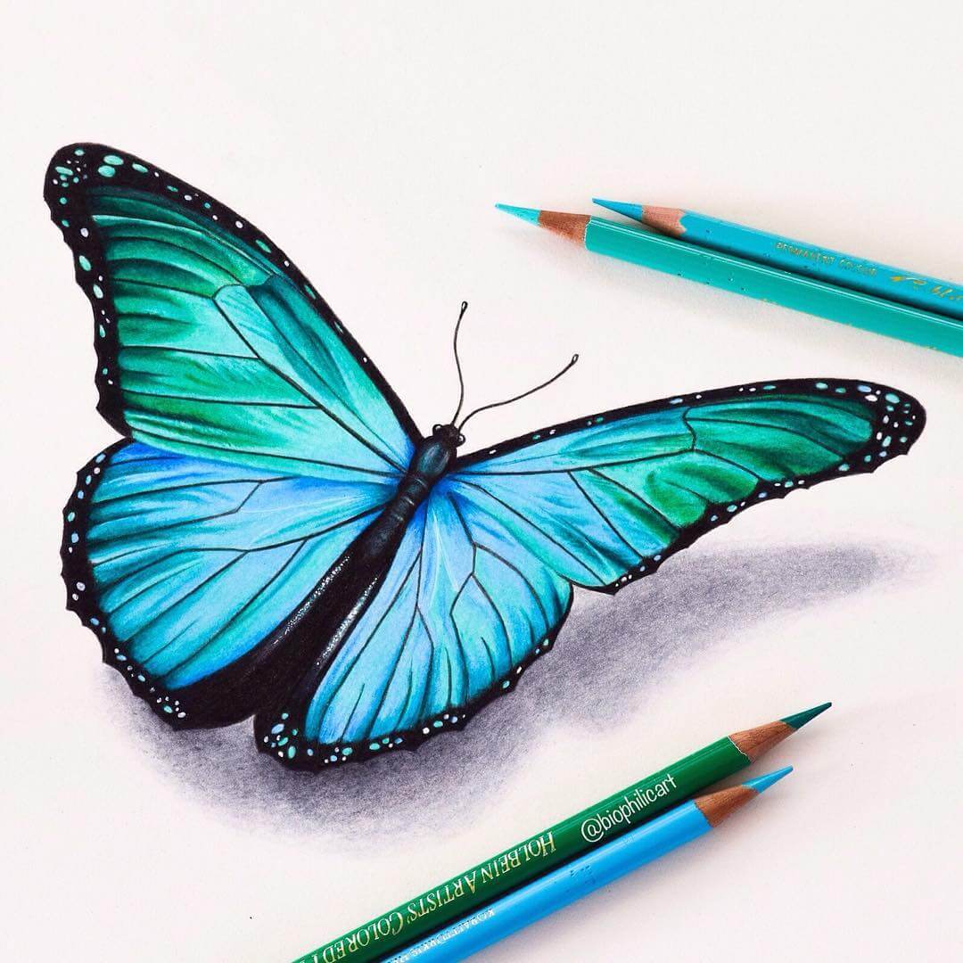 01-Blue-Morpho-Butterfly-Sallyann-Realistic-Animal-Pencil-Drawings-www-designstack-co