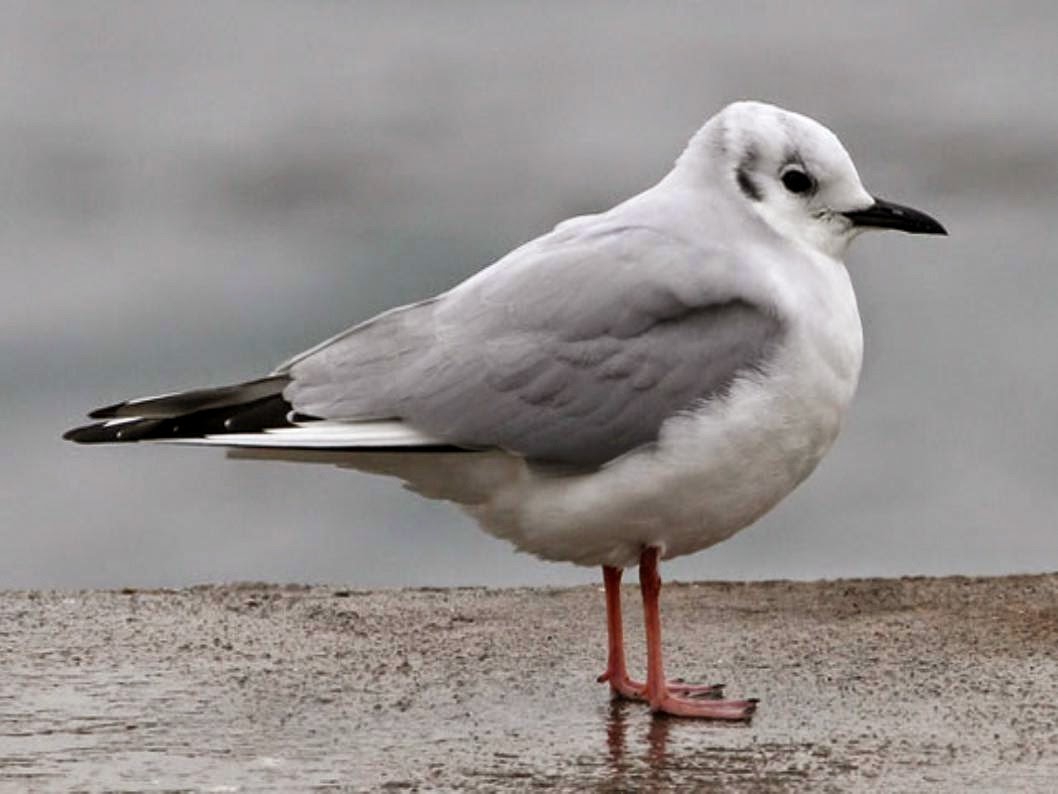 (Chroicocephalus philadelphia) Bonaparte's gull /Gaviota de Bonaparte / Bonaparte antxeta