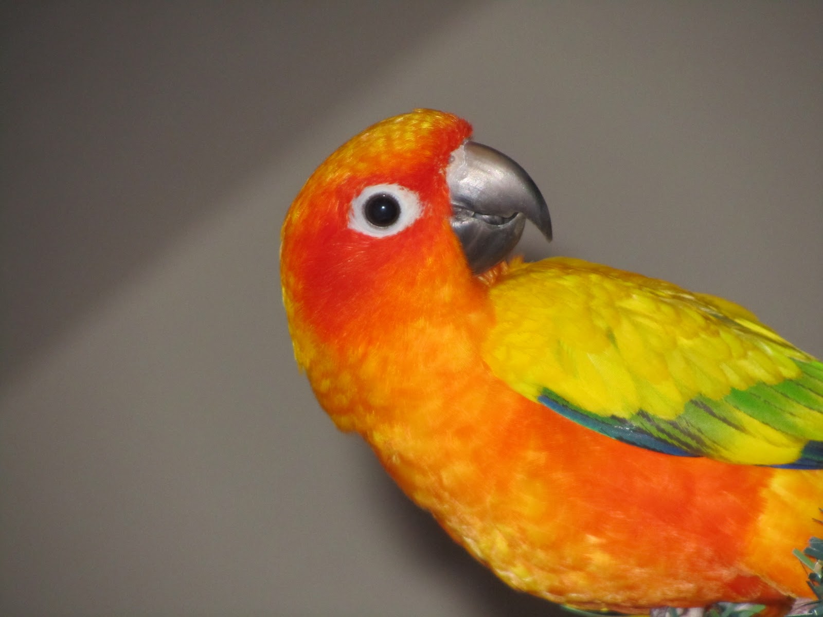 The Feather Dorm: Cher at the Park, and Conure Aggression - Understanding Conure Aggression