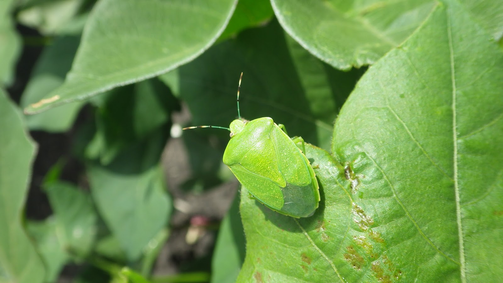 Heat Units and Stink Bugs Wharton
