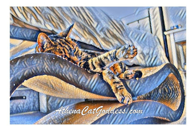 Cat art of tabby cat lounging on cat lounger