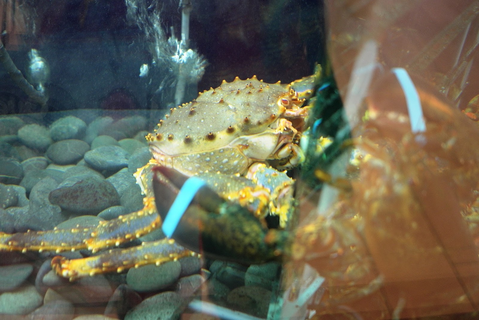 JE TunNel 食为鲜 RESORT SEAFOOD STEAMBOAT The Best Steamboat you can get