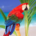 parrot birds wallpapers
