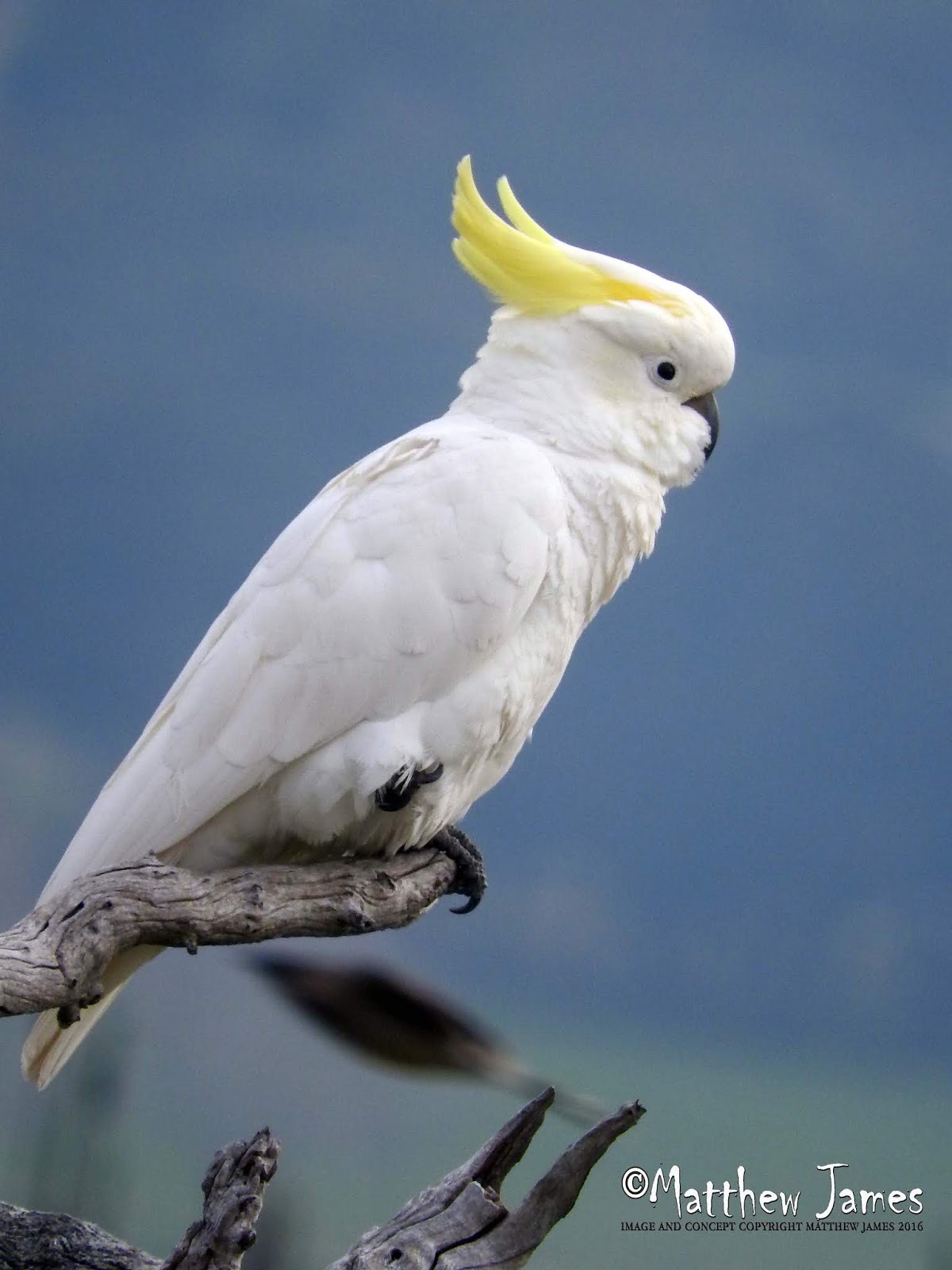 crested cockatoo crested cockatoo