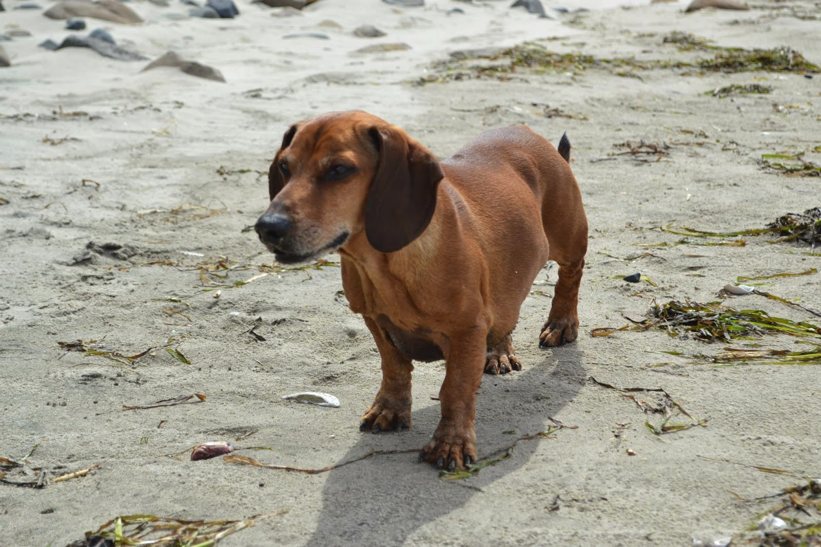 Bilder Zu Der Dickste Hund Der Welt