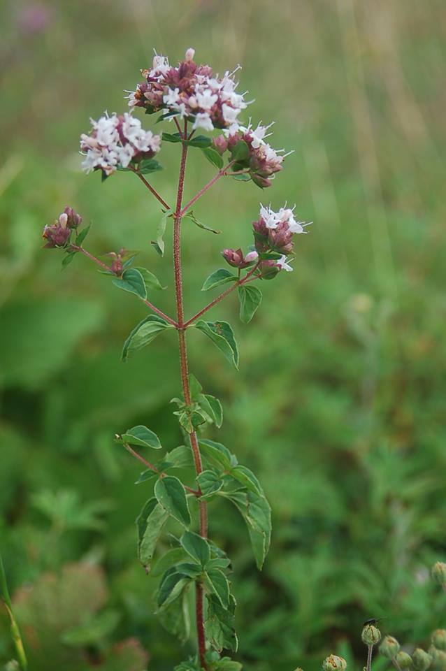 Oregano Wild marjoram Origanum vulgare Macedonia Nature