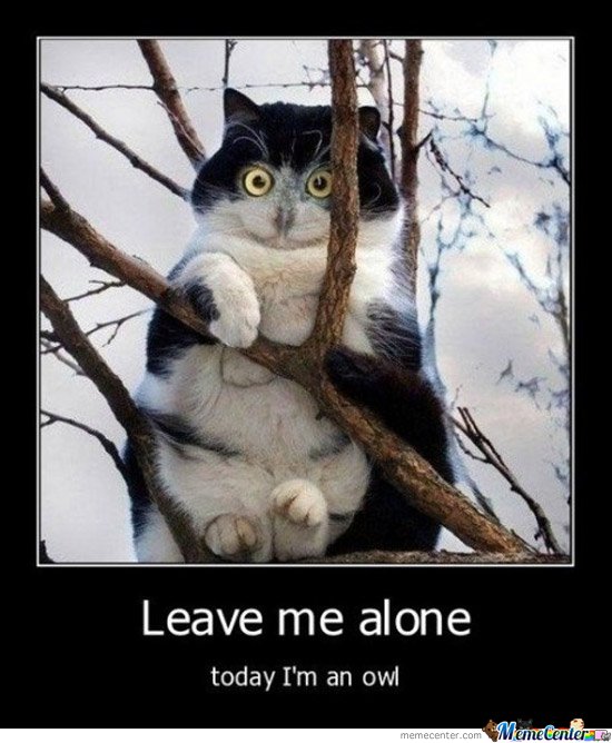 Cat-owl_o_104676.jpg