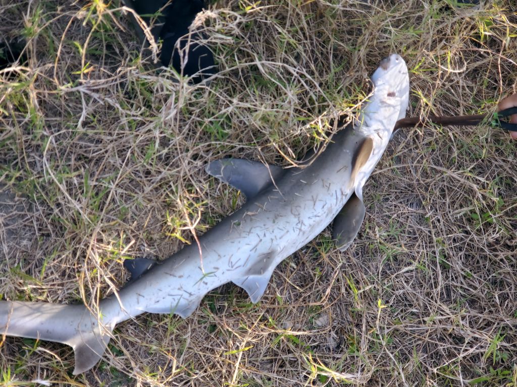 Mosquito Lagoon & Indian River Fishing Catching Sharks In The Indian River
