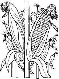 Corn coloring pages 10