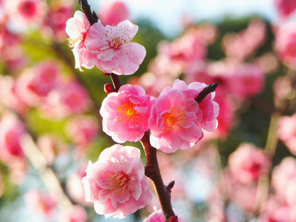 Kumpulan Gambar Bunga  Sakura  Pilihan Sangat Cantik dan 