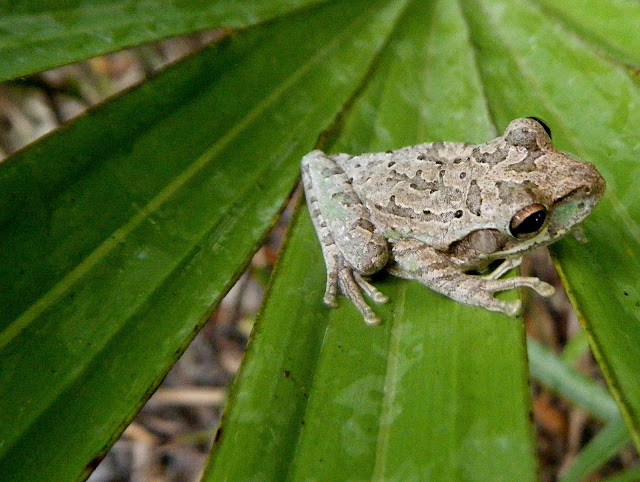 Field Notes and Photos: Cuban Tree Frog