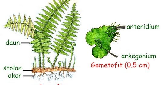 Bioteknologi Rpp Tumbuhan Paku