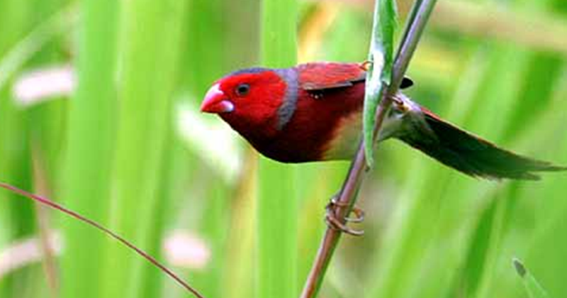 23 Arti Mimpi Tentang Burung Pipit Ekor Api Menurut Primbon Jawa