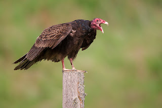 Turkey Vulture behaviour