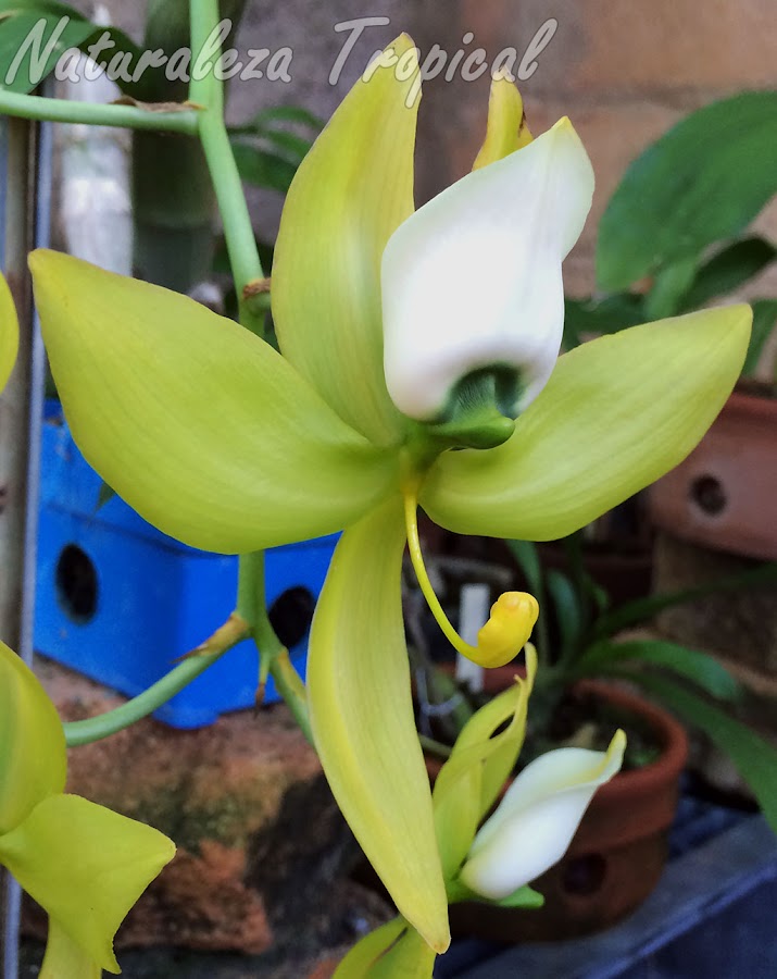 Flor típica de la orquídea Cycnoches warszewiczii