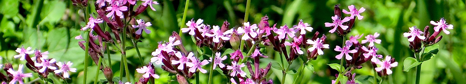 Как прекрасен этот мир, посмотри...