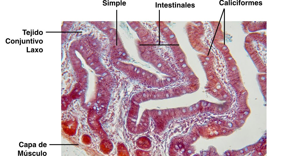 el moderno prometeo: Histología Básica del Intestino Delgado