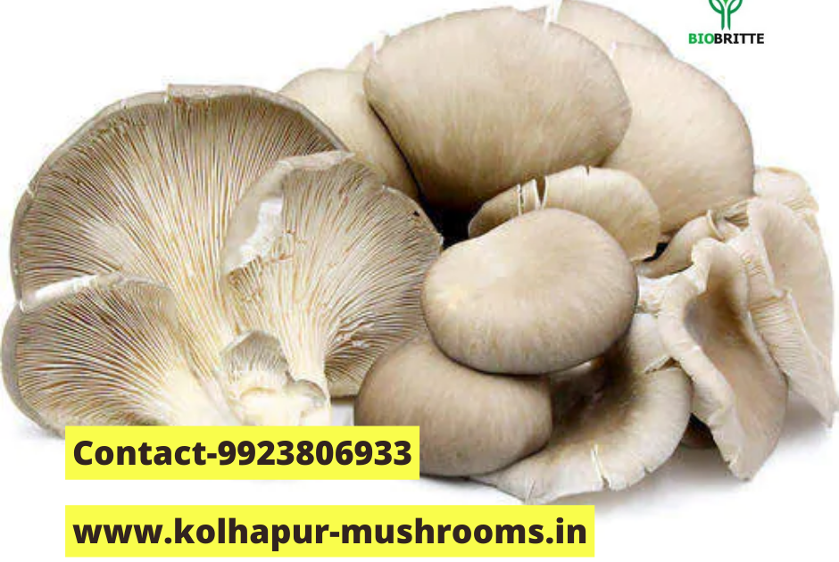 Oyster mushroom spawn price per kg | Mushroom spawn center | Biobritte