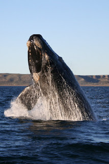 Büyük Antarktika balinası