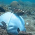 Giant Octopus instantly changes its color while hunting for food
