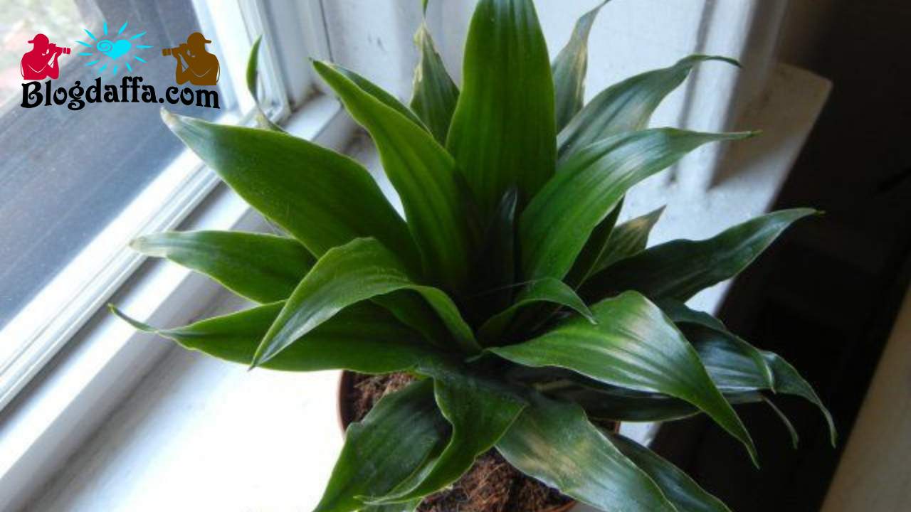janet craig compacta dracaena janet craig compacta