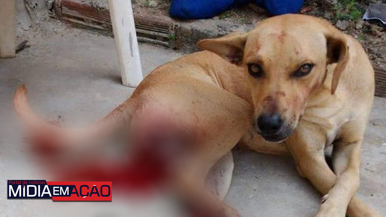 Cachorro tem testículo cortado na zona rural de Caruaru