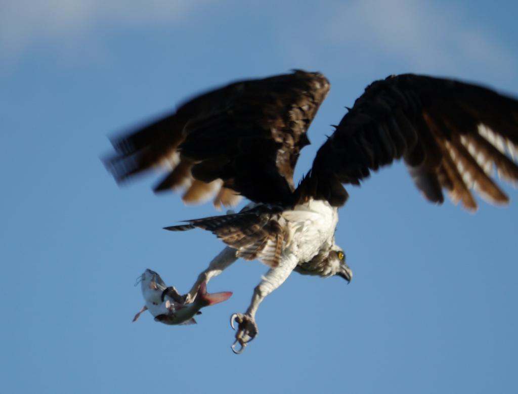  ile de Sanibel Floride Osprey Balbuzard pêcheur poisson-chat