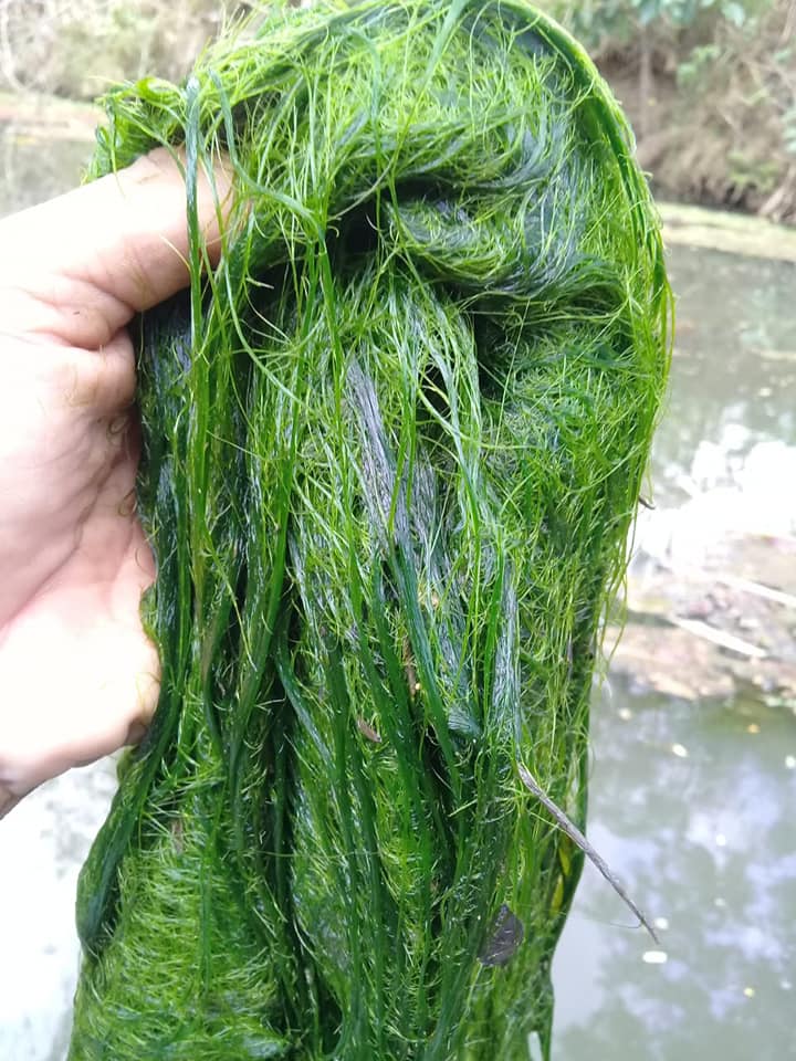 Tips Mancing Bandeng Jumbo Waduk Jatibarang Mancing Mania