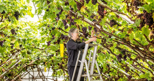 The Great Vine of Hampton Court Palace Amusing Planet