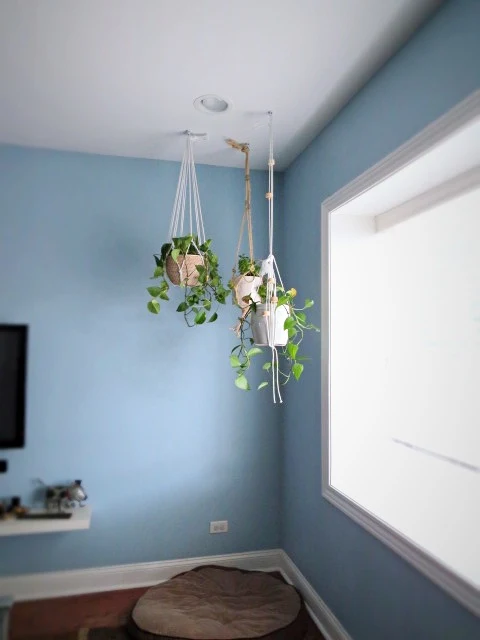 plants hanging in corner