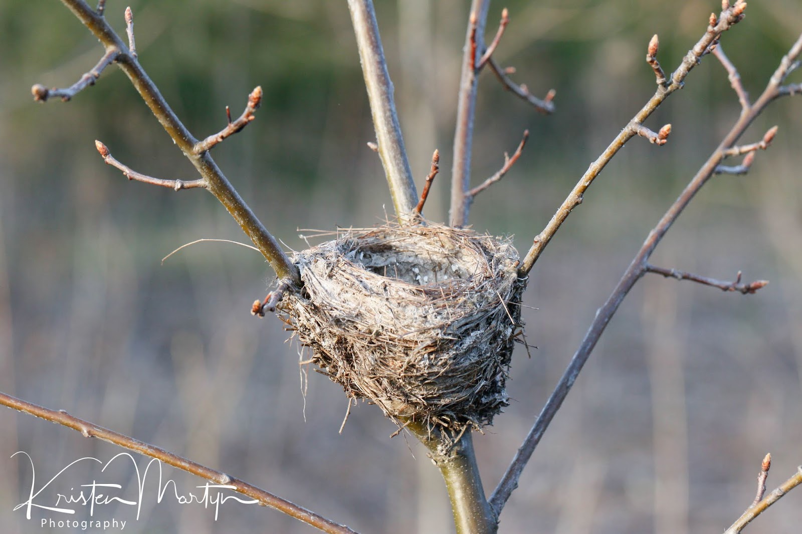 Birds as Builders Nest Variations Nature Notes Blog