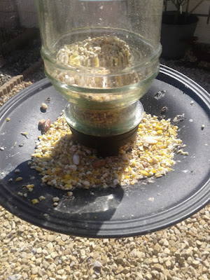 Photo of bird feeder with uneaten cracked corn