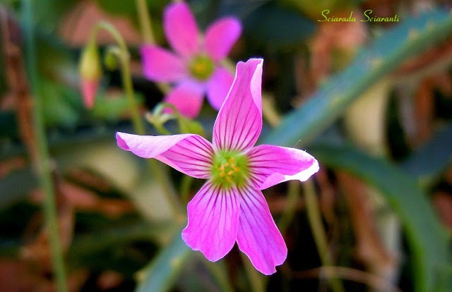 Oxalis Acetosella Rubra