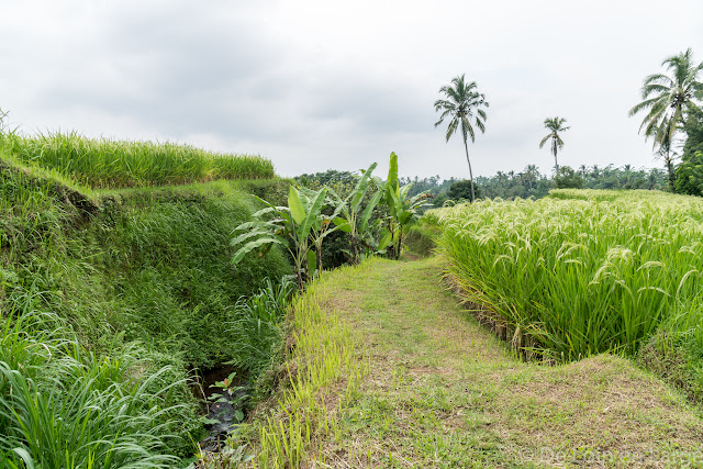 Rizières de Jatiluwih - Bali