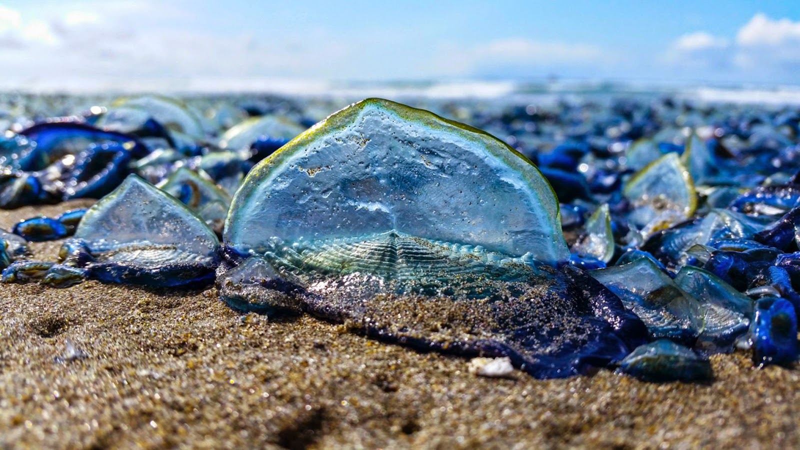 Purple Sailor Jellyfish (Velella velalla) Death, where is your Sting?